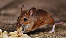 stored-grain-pest-management Experts in Tyson